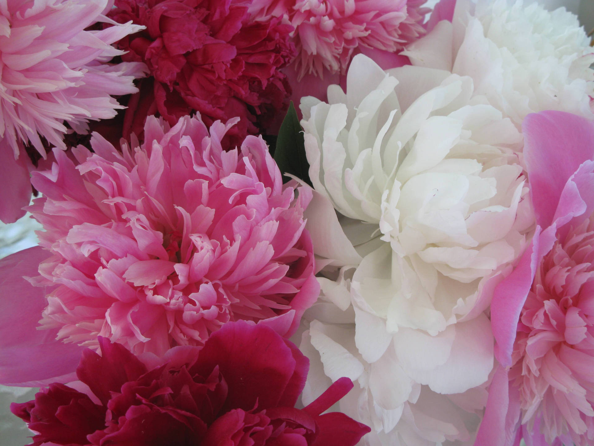 Pink Peony Closeup Background