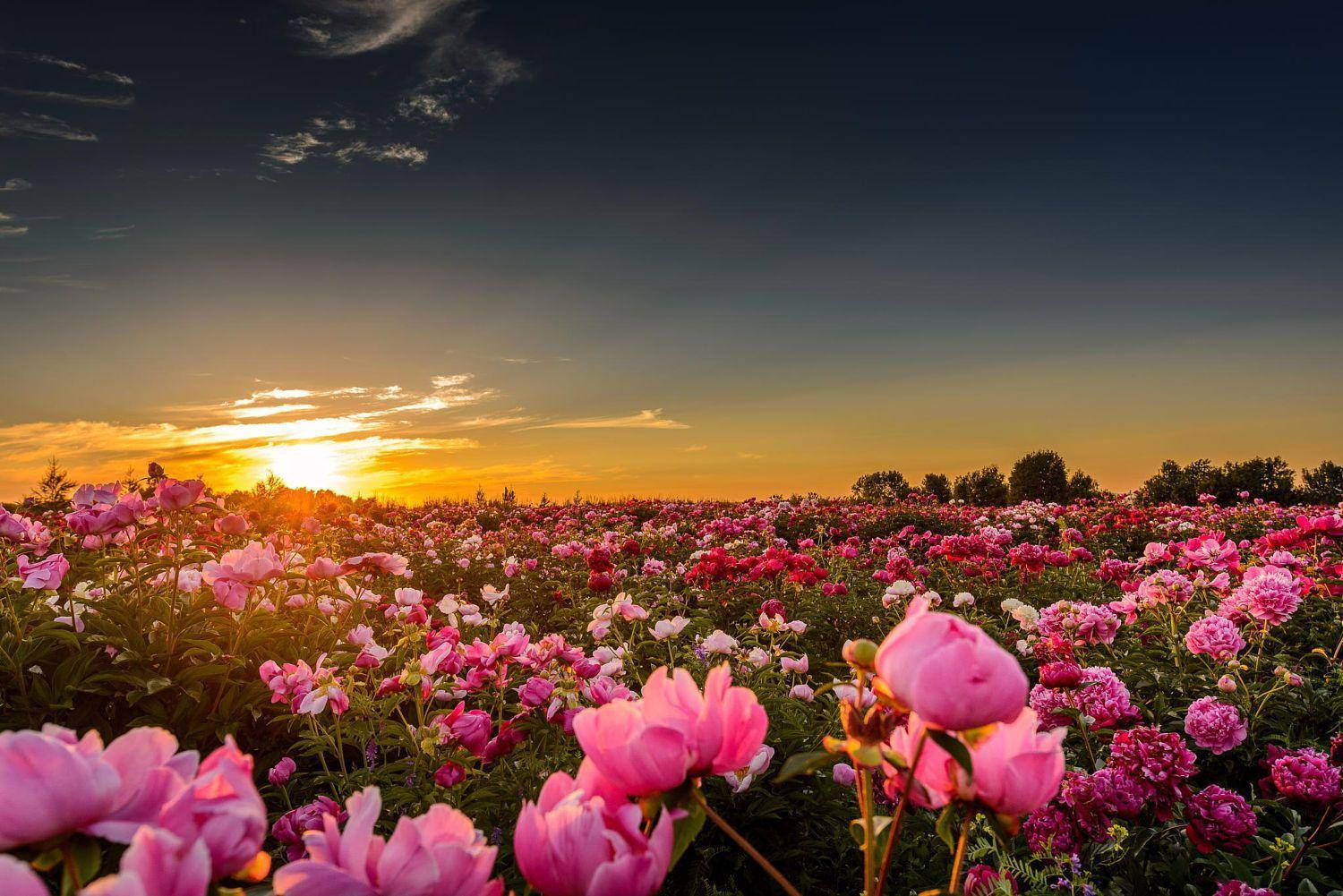 Pink Peony Flower Field