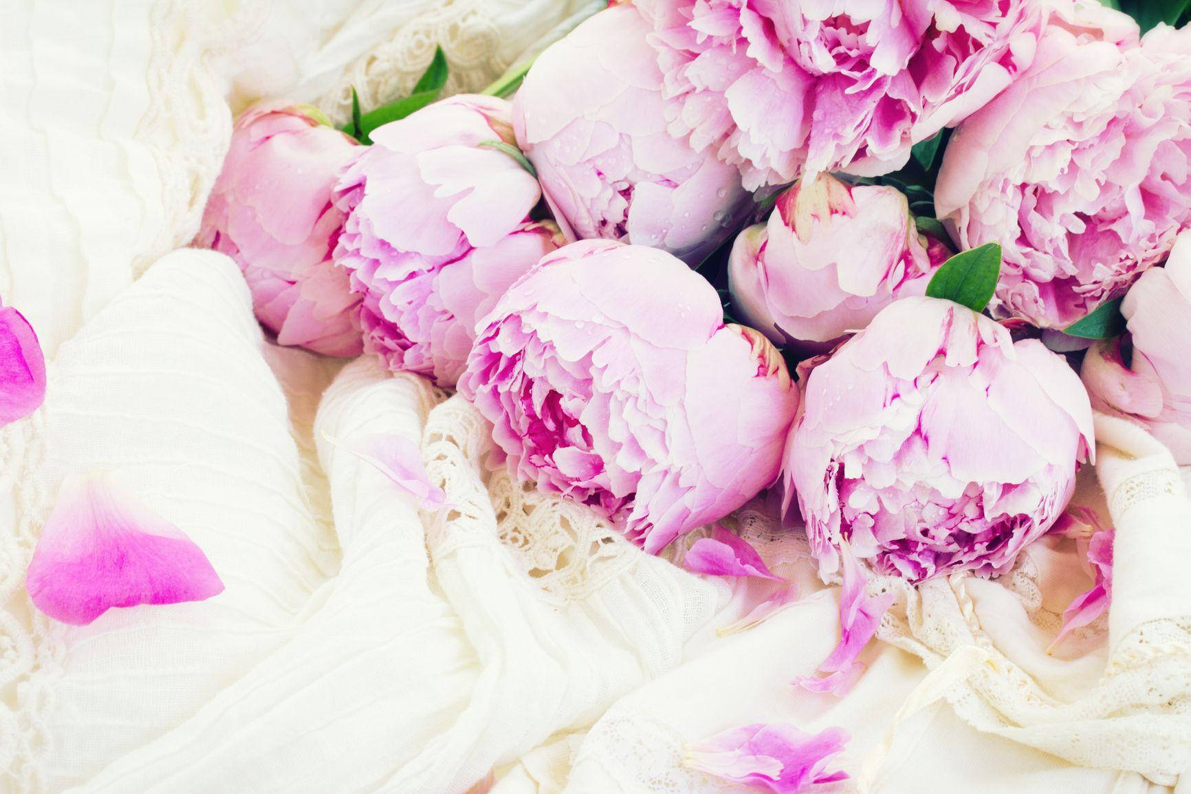 Pink Peony Flowers And Petals Background