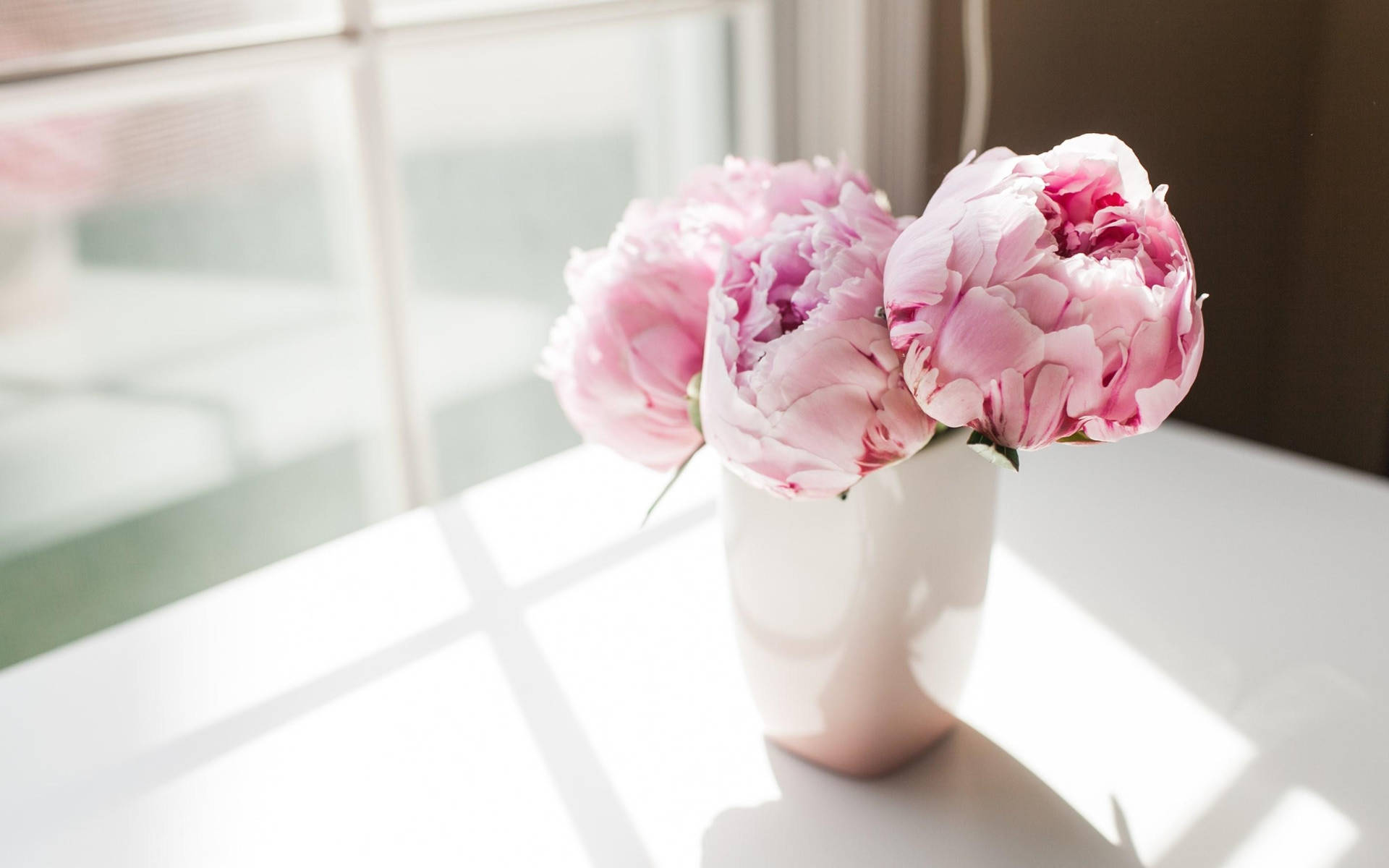 Pink Peony Flowers By A Window