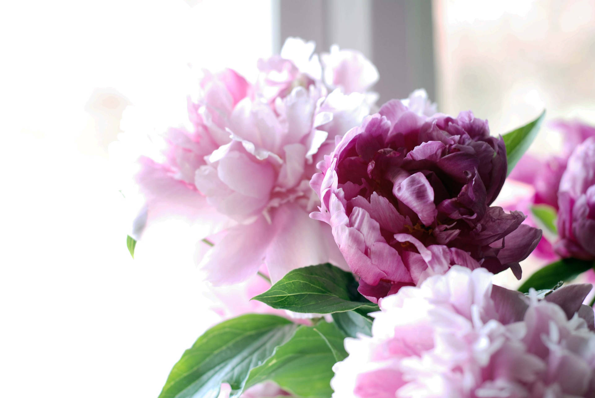 Pink Peony Flowers Near Window Background