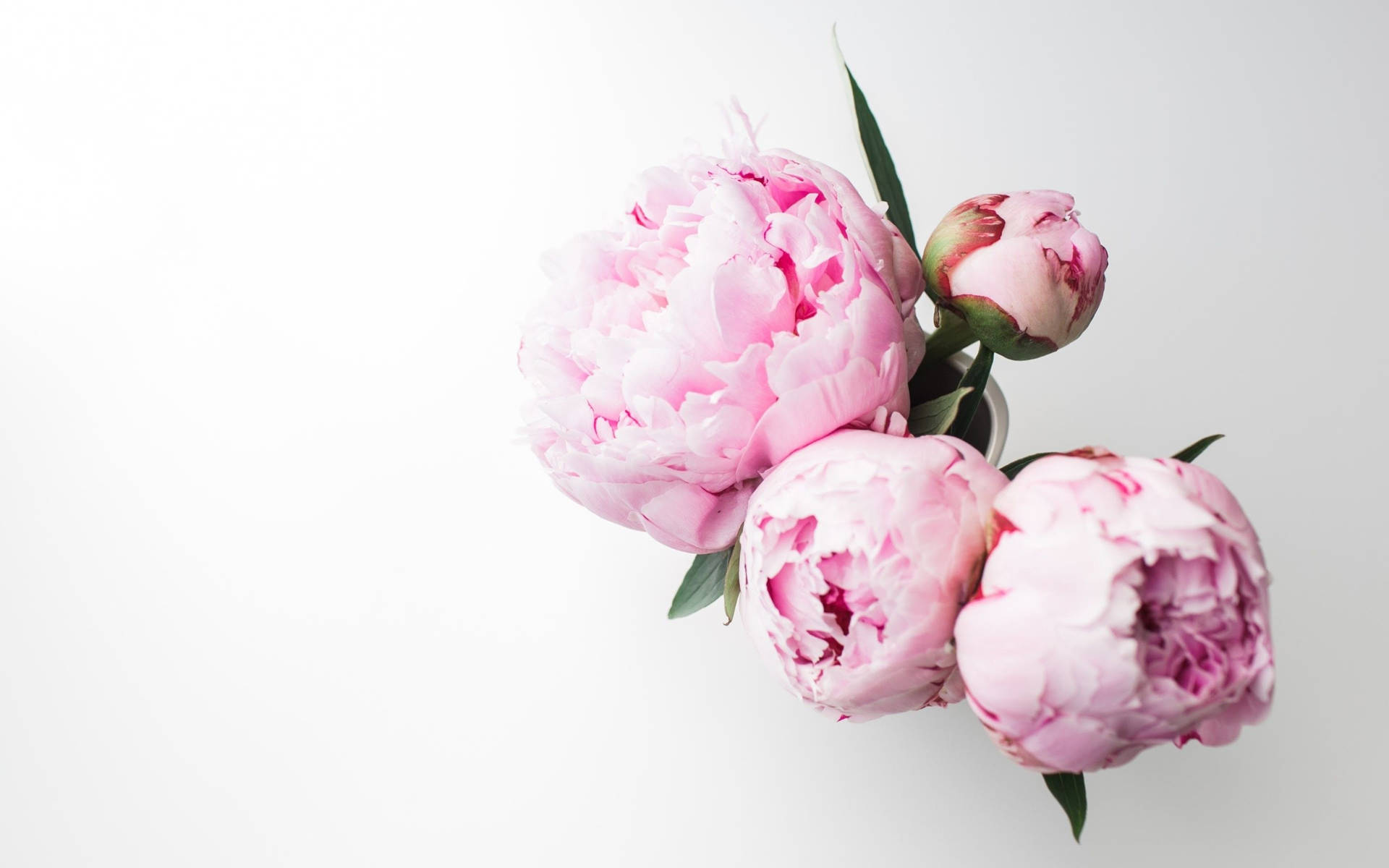 Pink Peony Flowers Top View