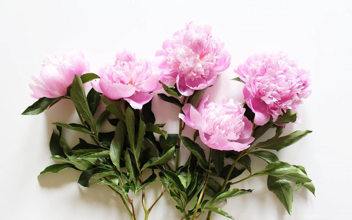 Pink Peony Flowers With Leaves Background