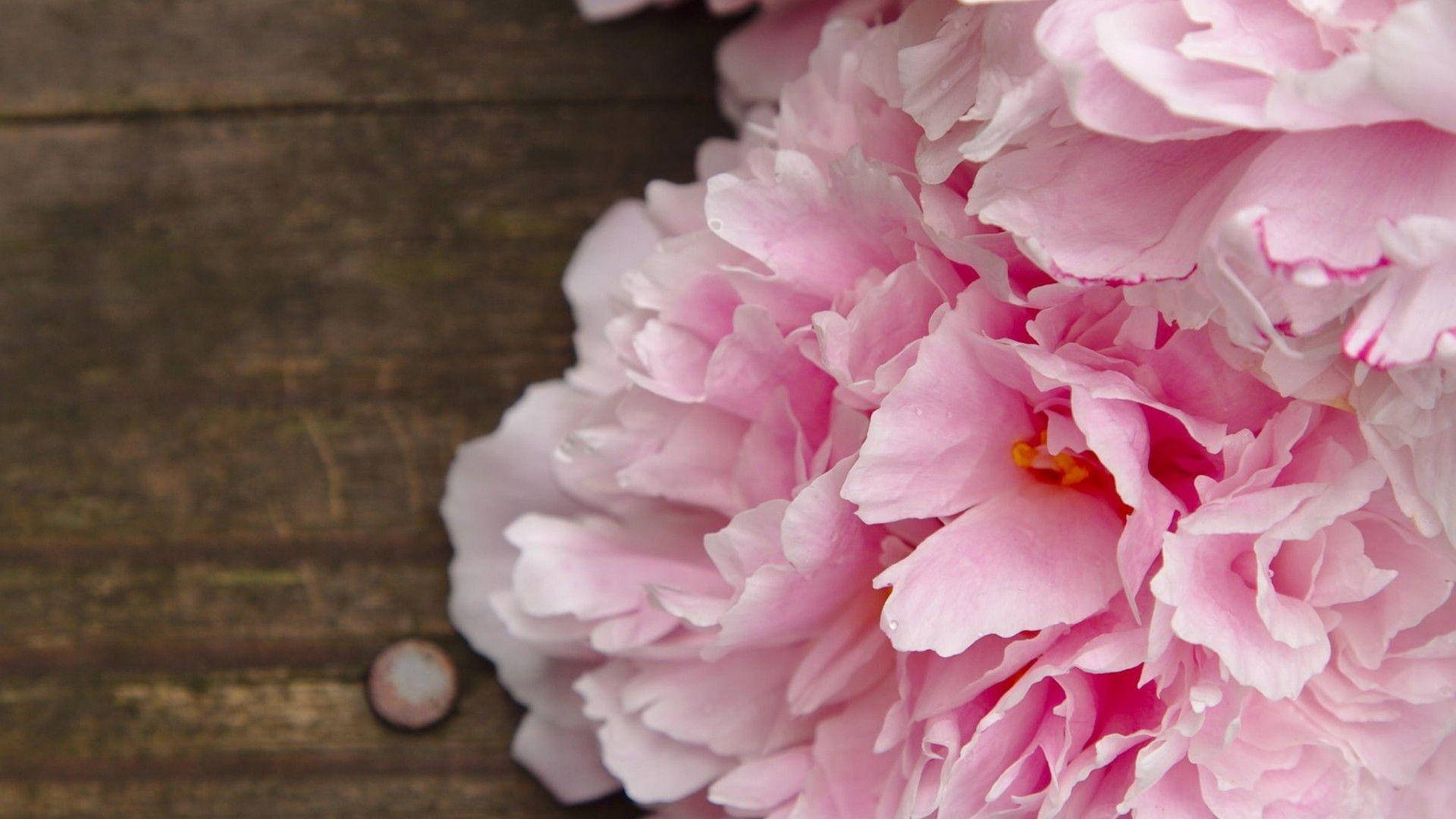 Pink Peony Flowers Wood Backdrop Background