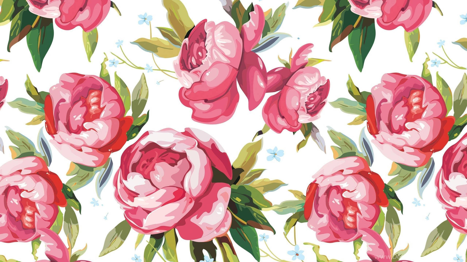 Pink Peony Illustrations