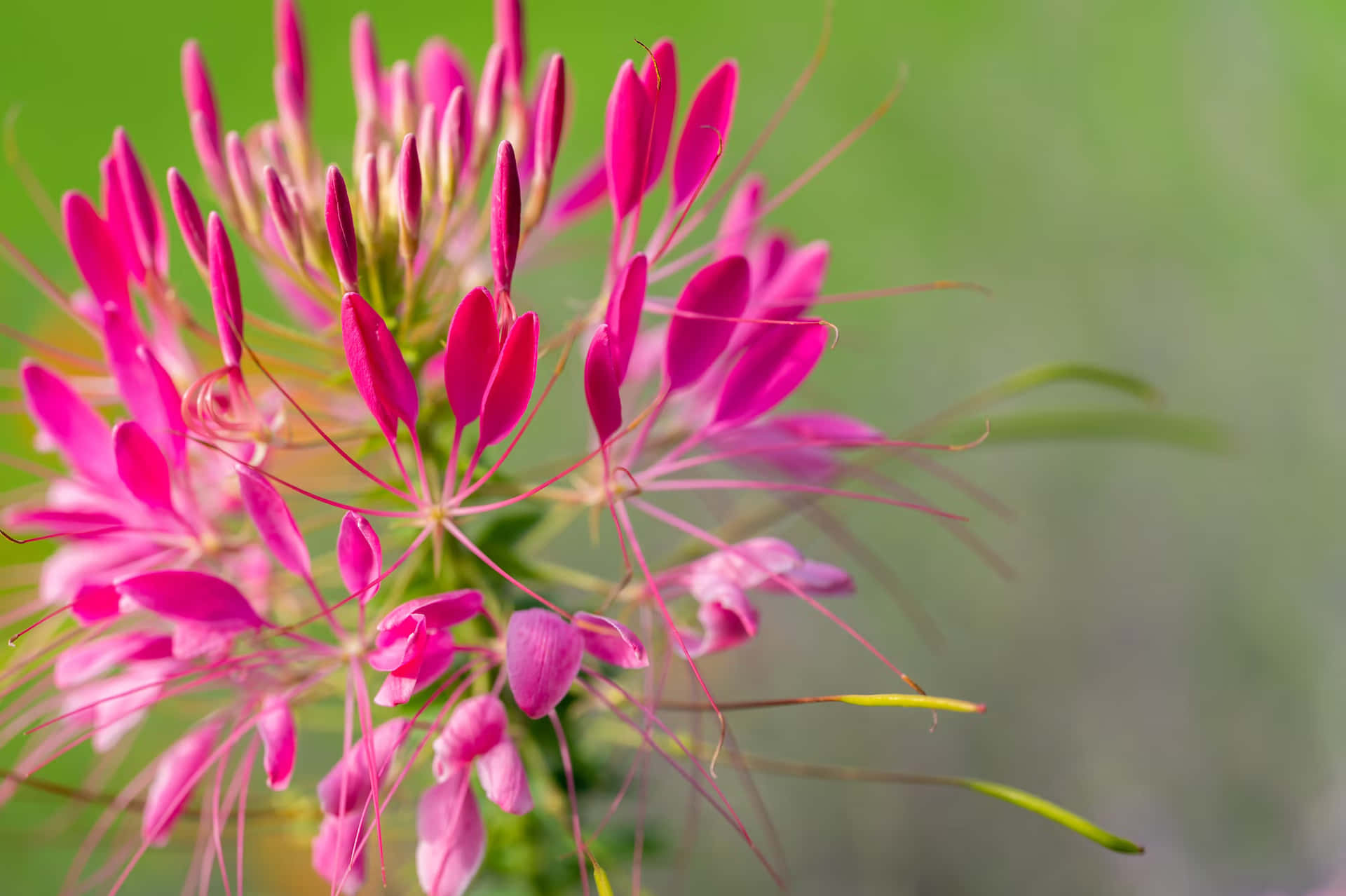 Pink Perennial Flowers