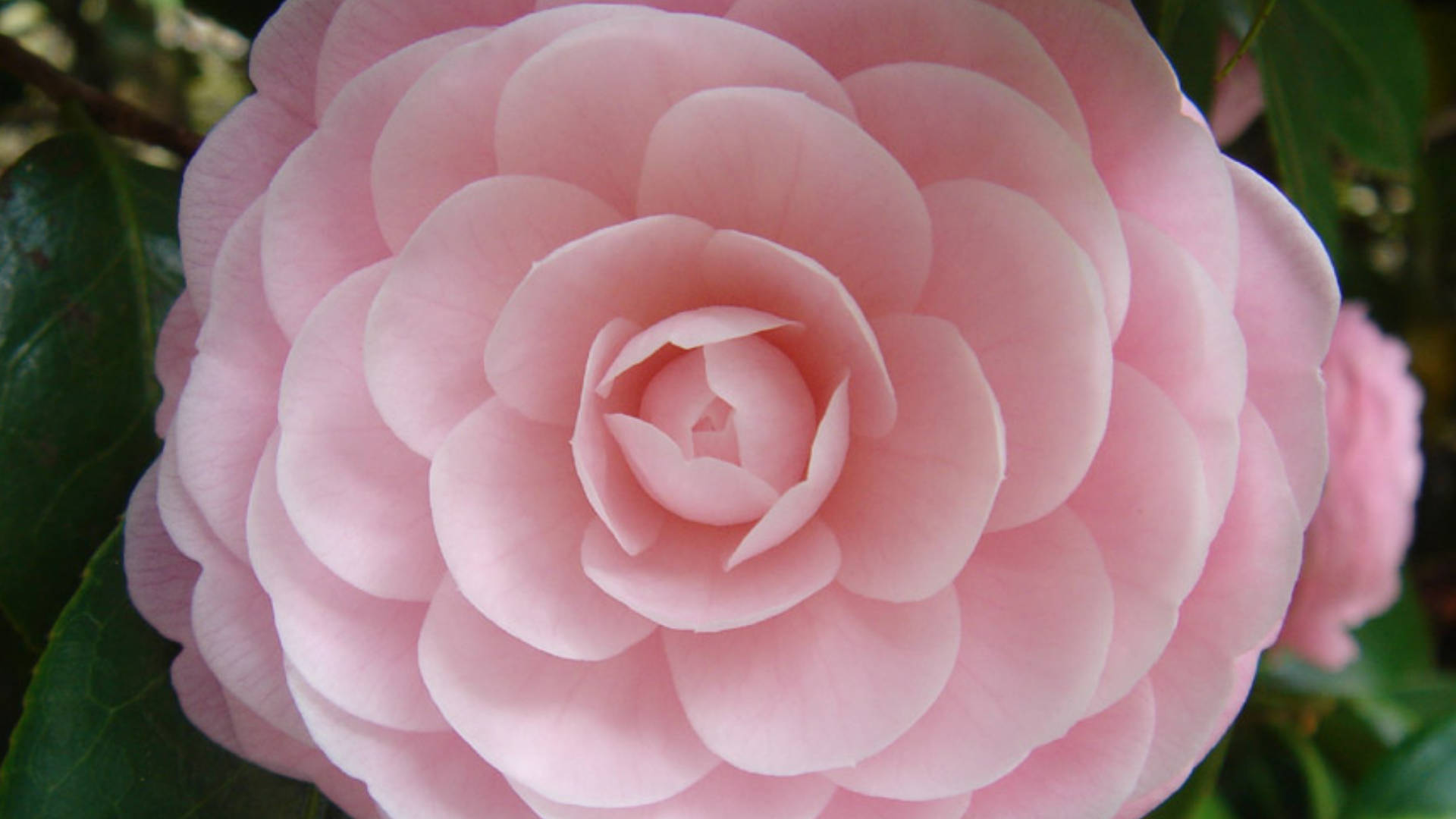Pink Perfection Camellia Sasanqua