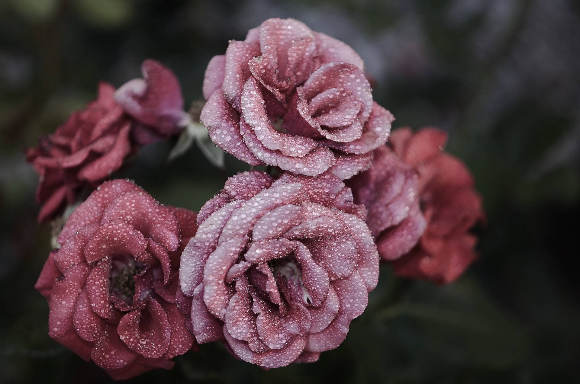 Pink Petal Rose Aesthetic Background