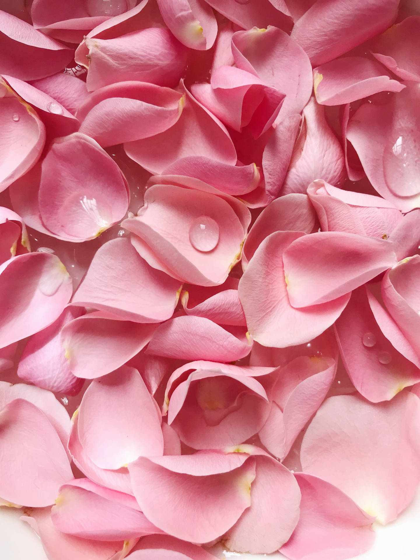 Pink Petal Rose Aesthetic Background