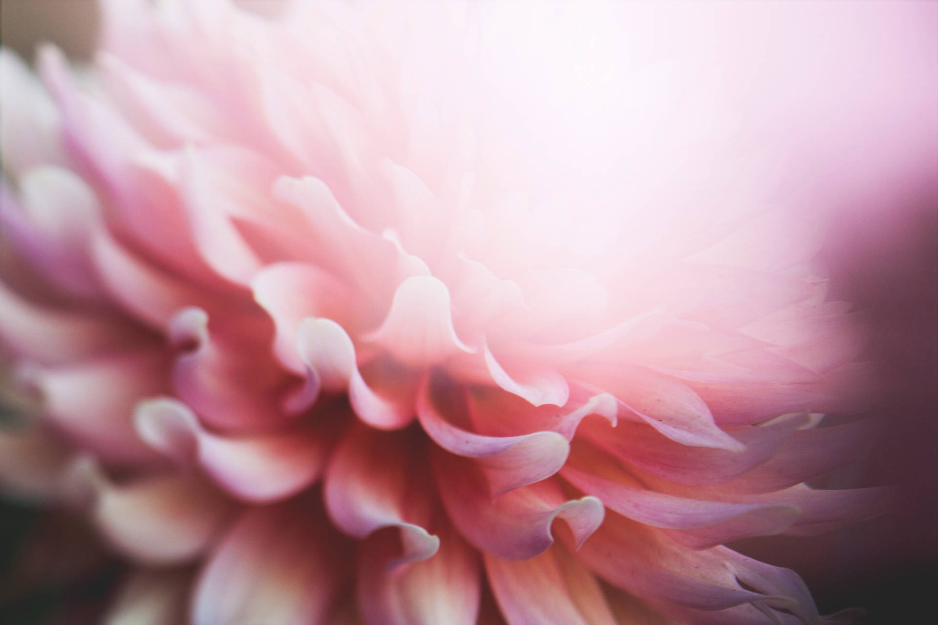 Pink Petaled Aesthetic Flower Background