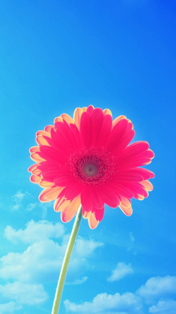 Pink-petaled Flower Iphone Background