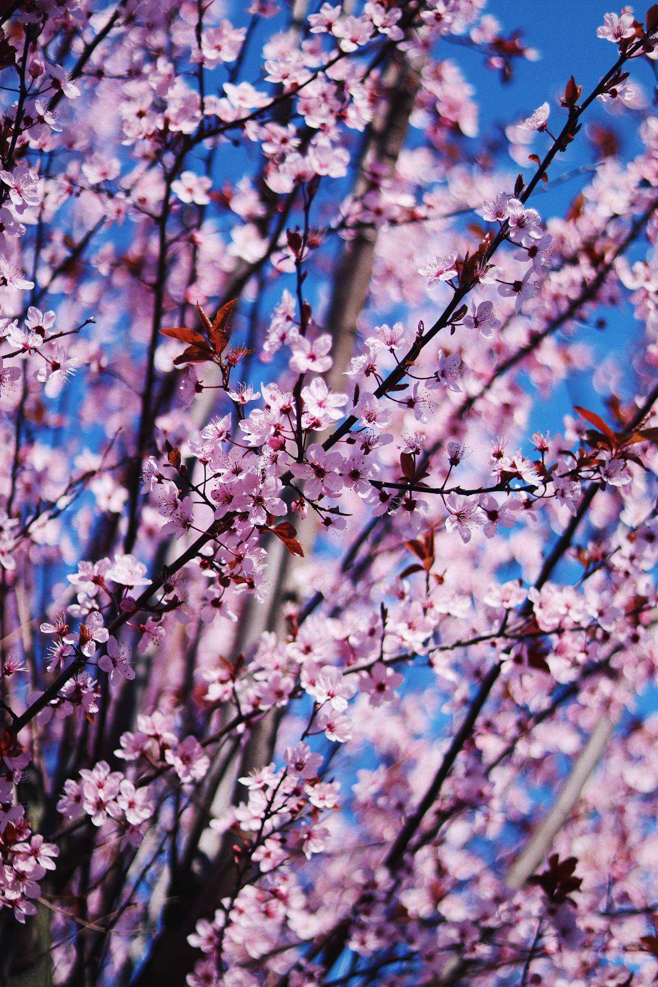 Pink Petaled Spring Flowers Background