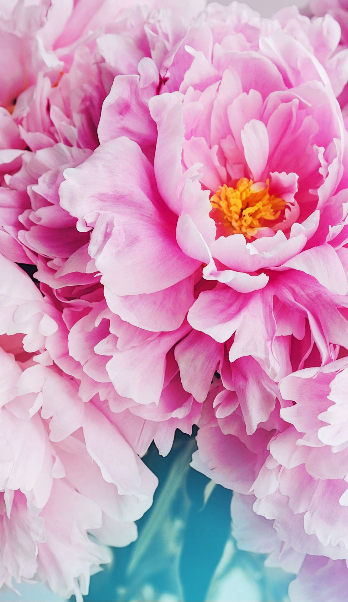 Pink Petals Floral Iphone Background