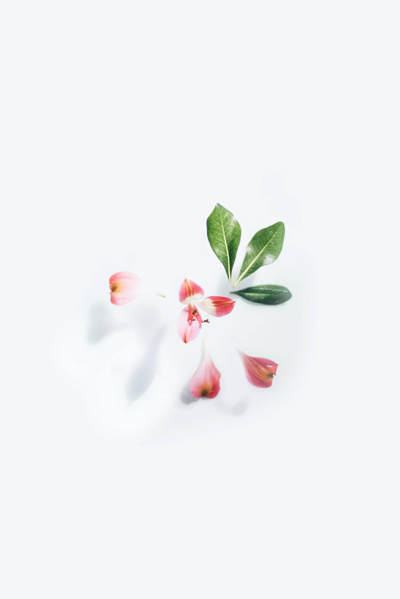 Pink Petals In White Background Background