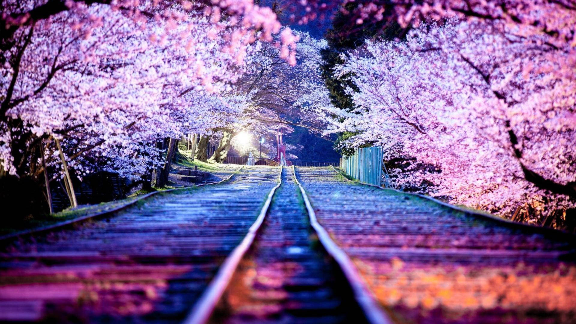 Pink Petals Of The Cherry Blossoms Reach Across A Railroad. Background