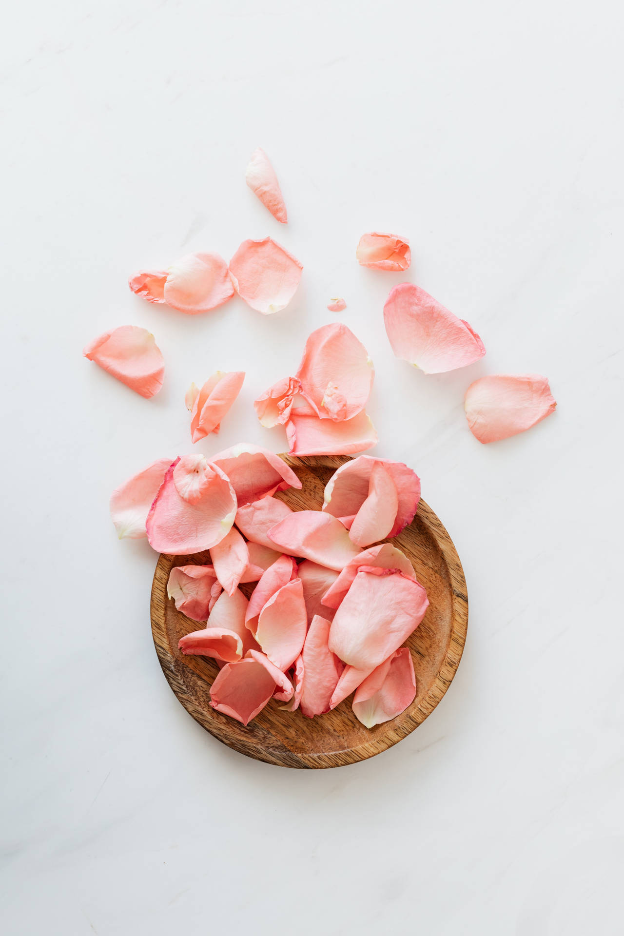 Pink Petals On White Background Background