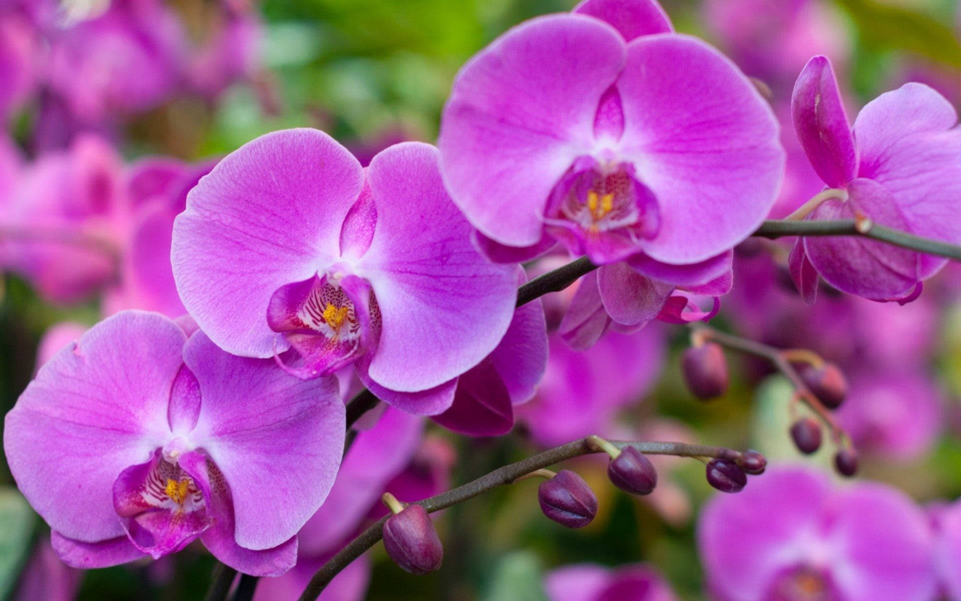 Pink Phalaenopsis Orchid Flowers Background