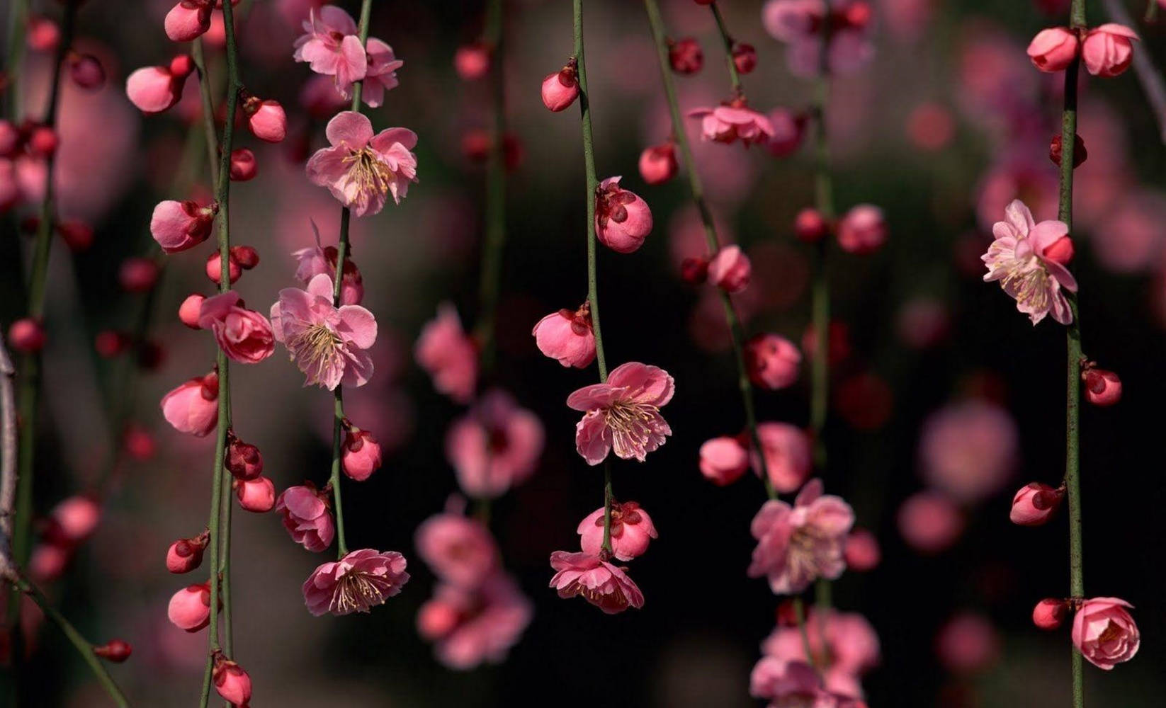 Pink Plum Blossom Flowers Background