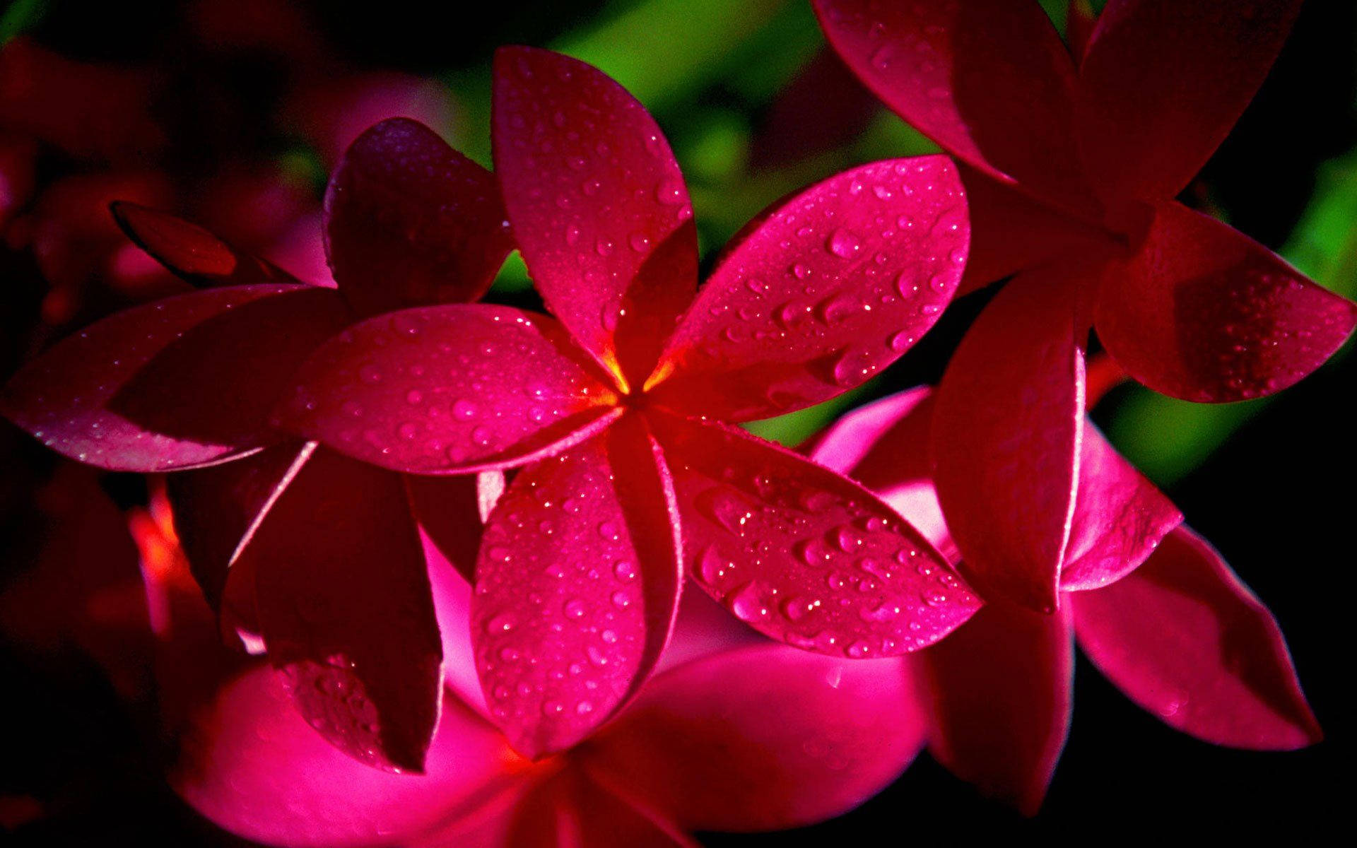 Pink Plumeria Flowers Background