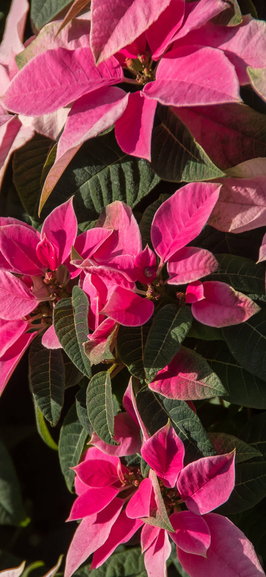 Pink Poinsettia Hd Background
