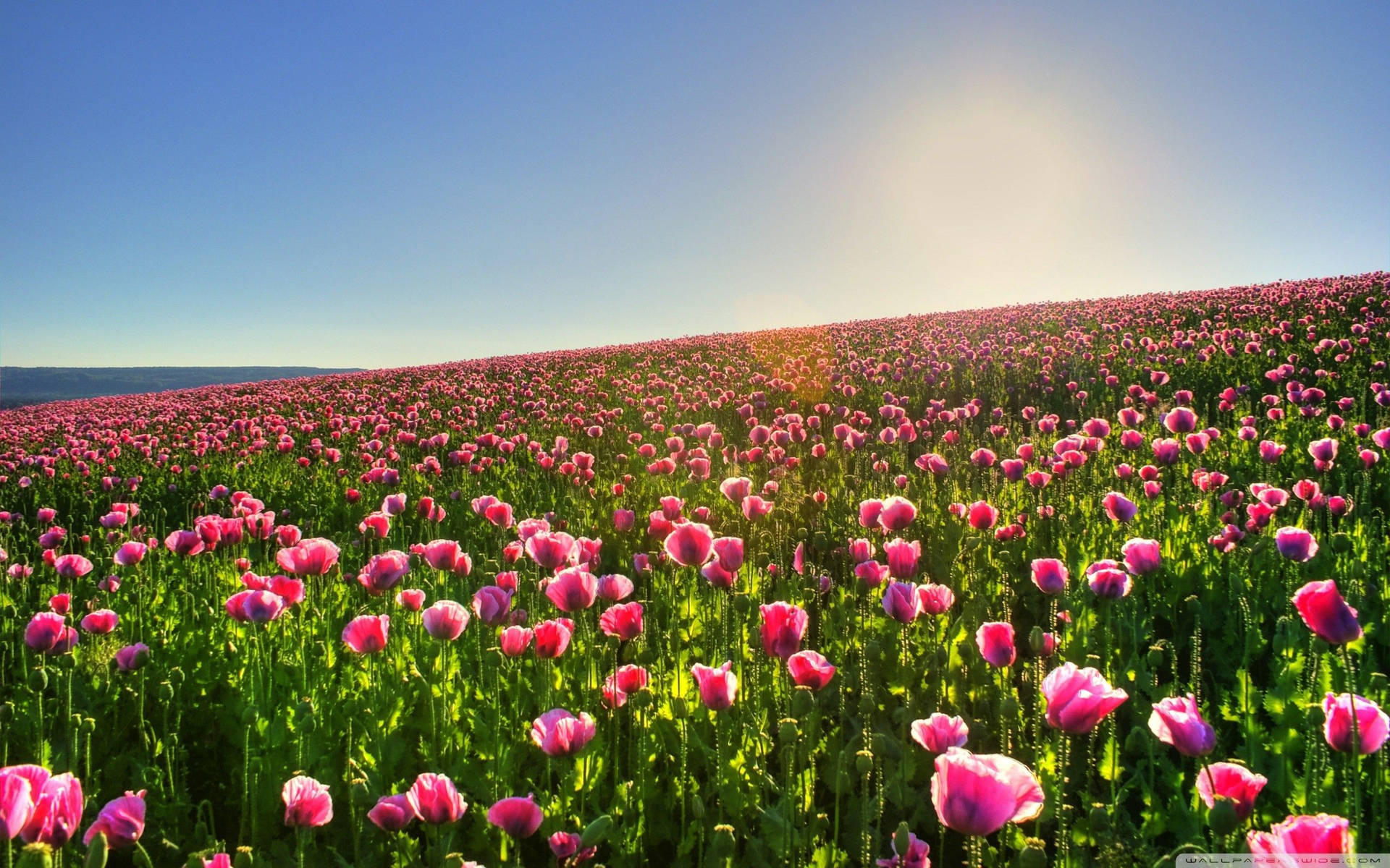 Pink Poppy Flower Field Background