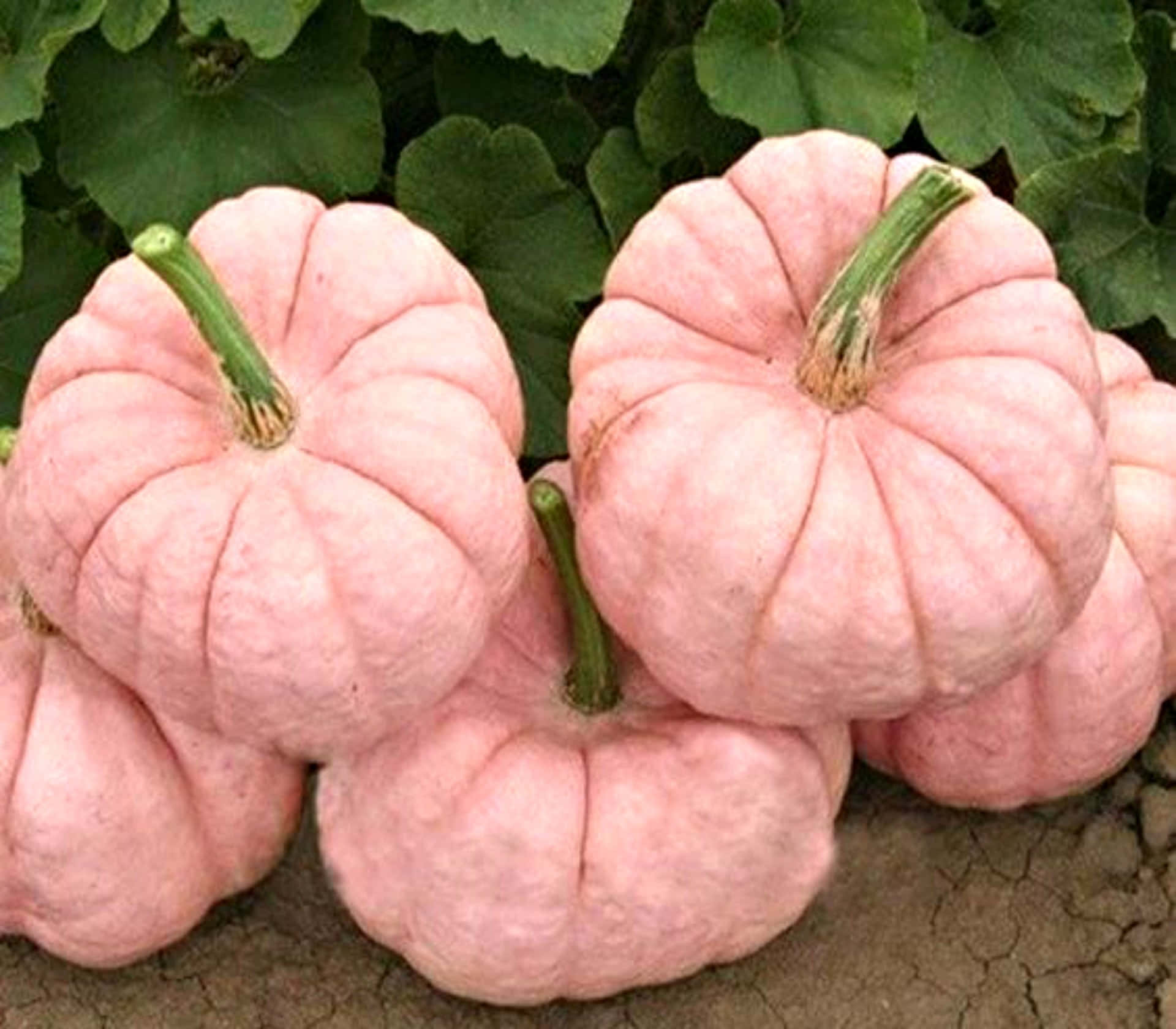 Pink Pumpkin - A Colorful Festive Treat! Background