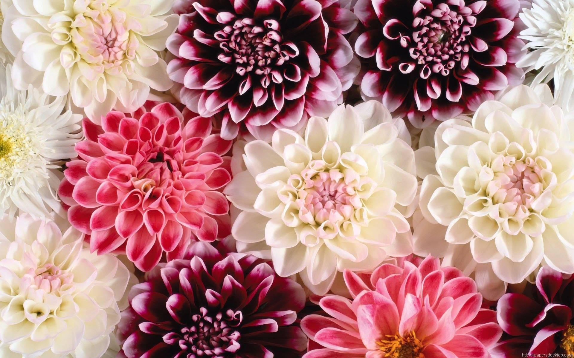 Pink, Purple, And White Floral Desktop Background