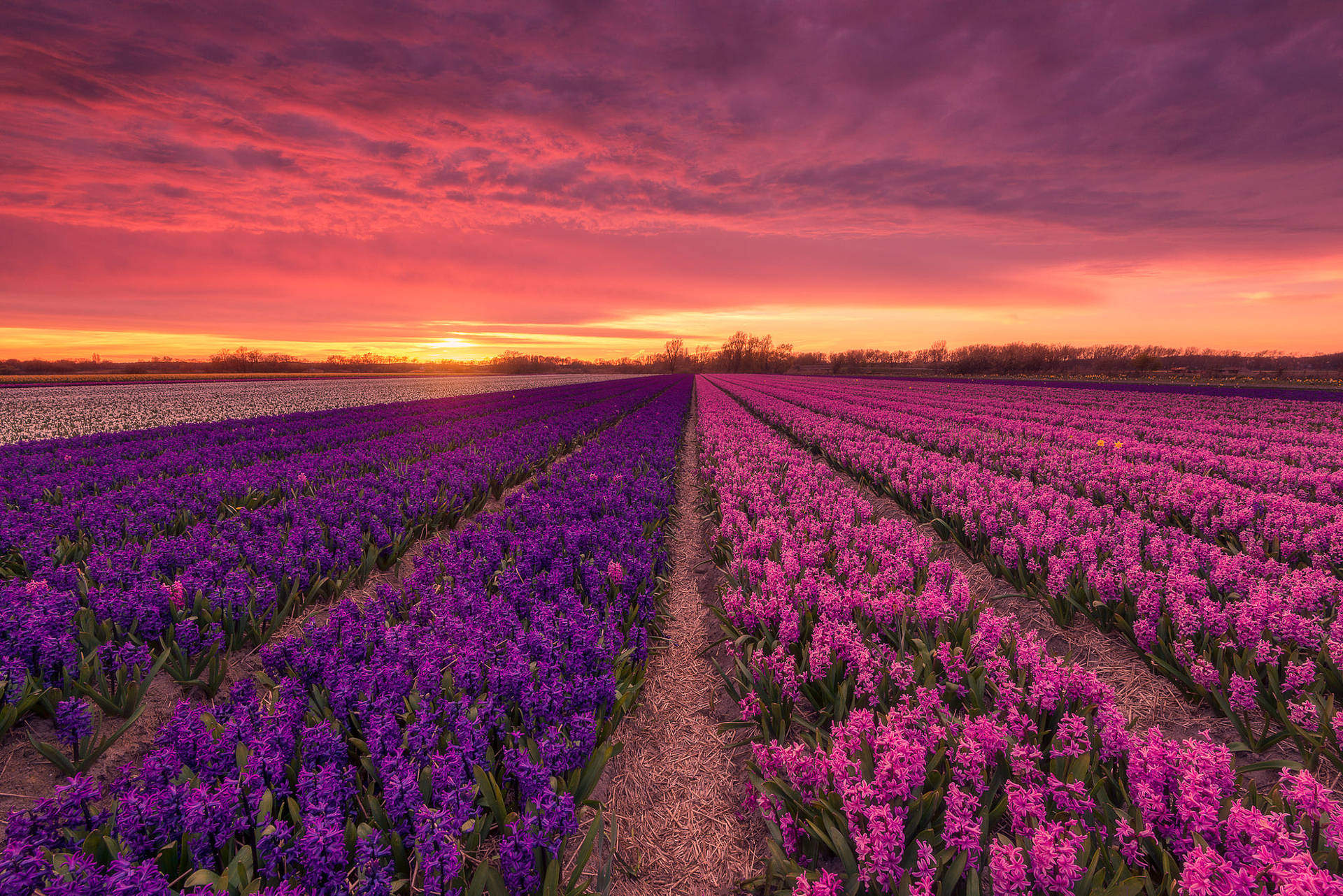 Pink Purple Hyacinth Fields Background