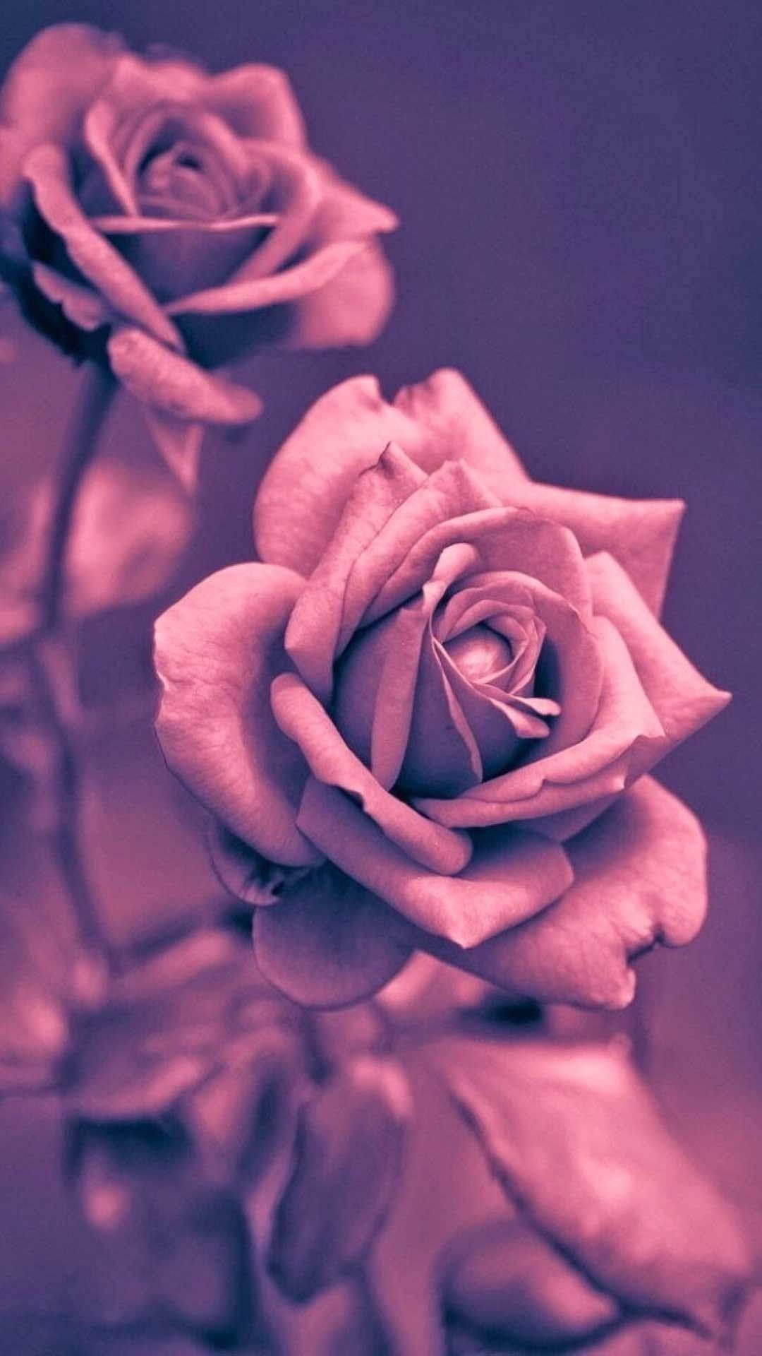Pink-purple Rose Iphone Background