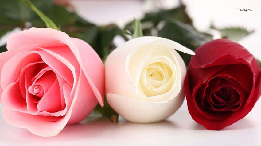 Pink, Red, And White Roses