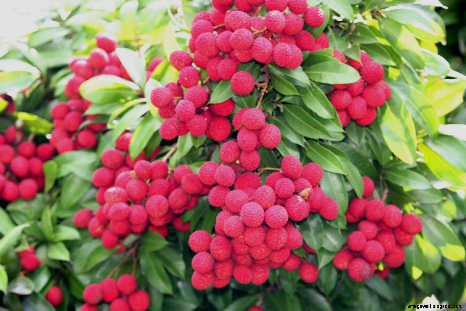 Pink Red Tropical Lychee Fruits Background