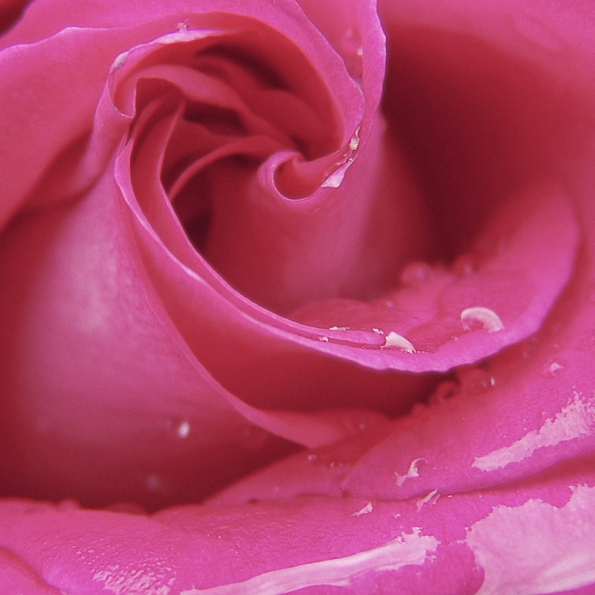 Pink Romantic Rose Close-up Background