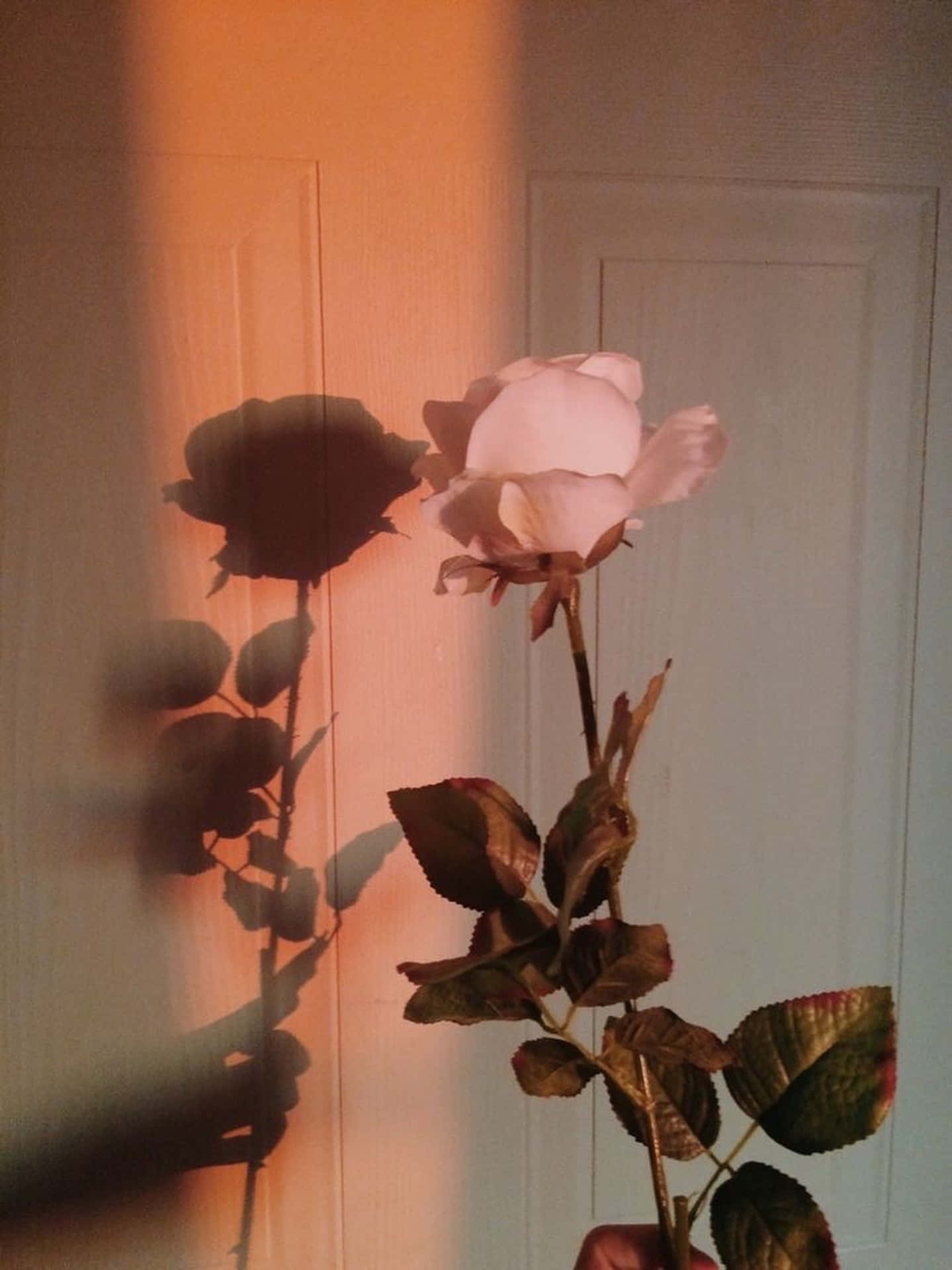 Pink Rose Aesthetic Tumblr Background