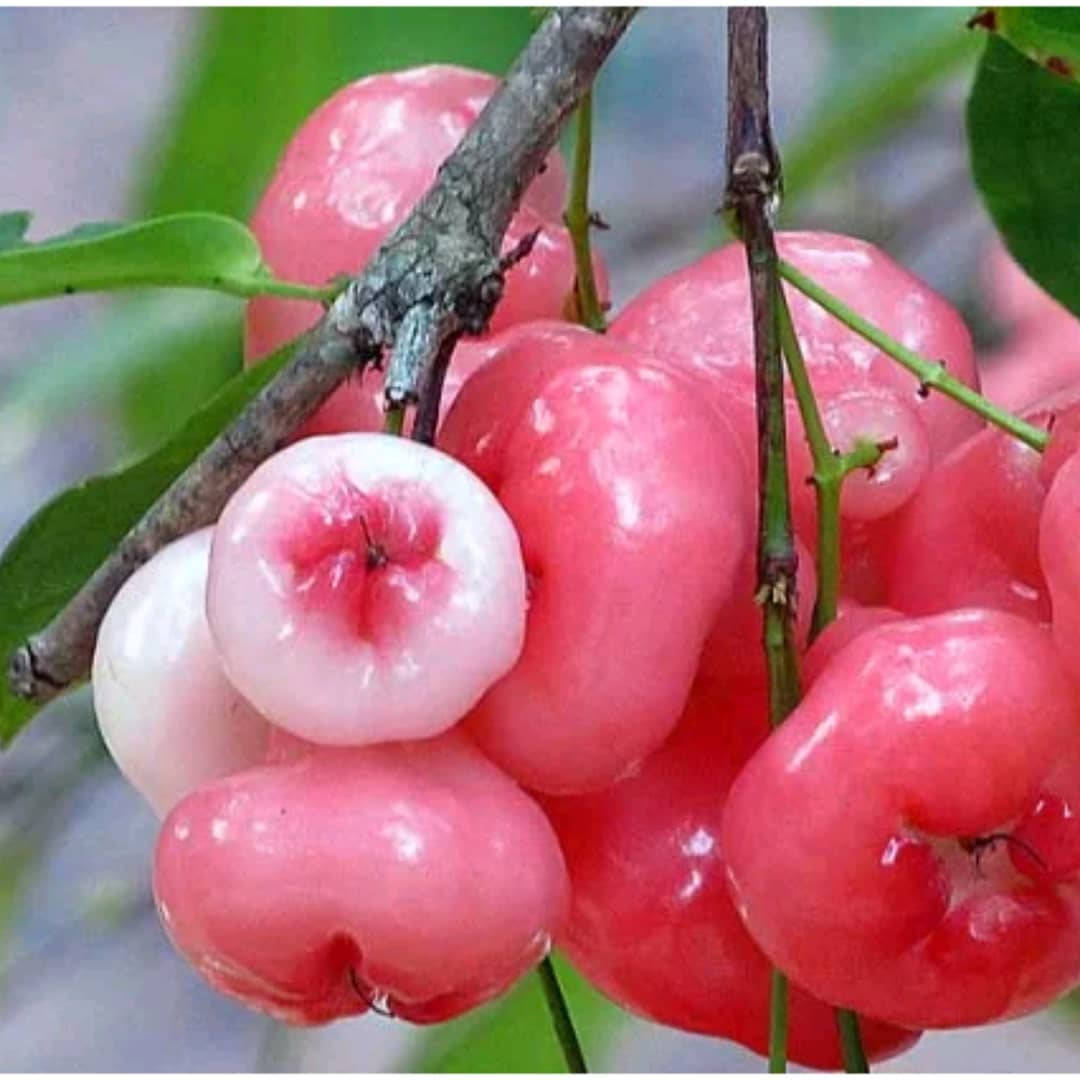 Pink Rose Apples Background