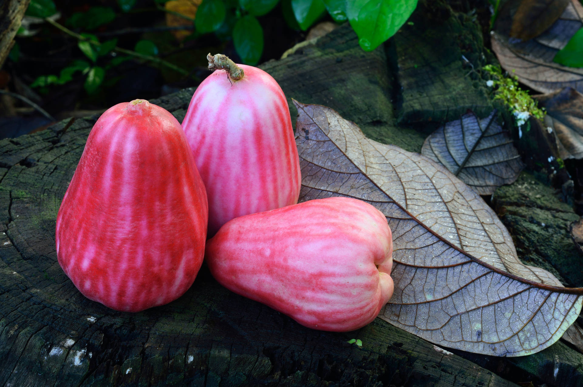 Pink Rose Apples On A Rock