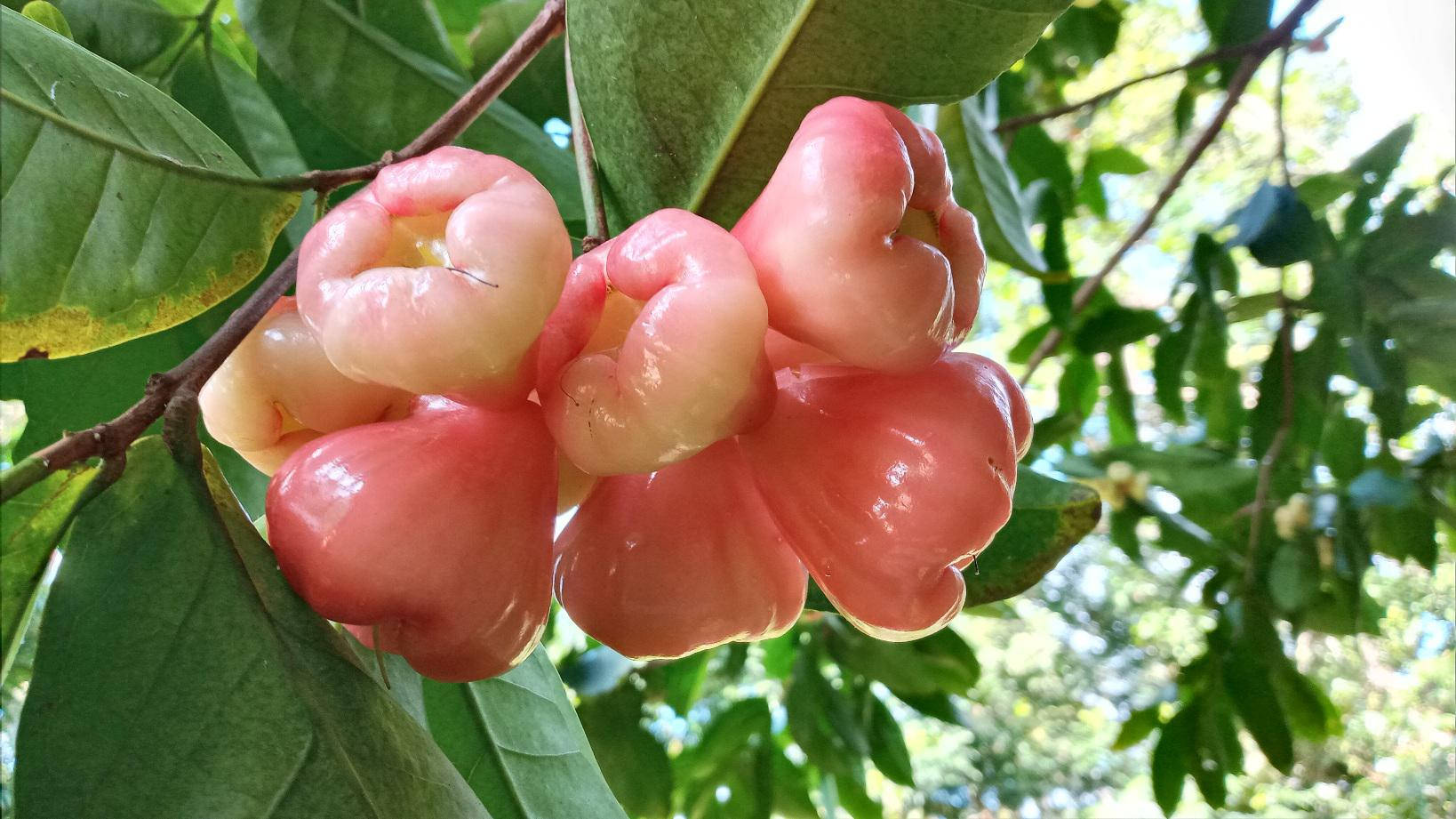 Pink Rose Apples On A Tree