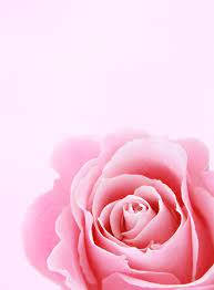 Pink Rose Art Background