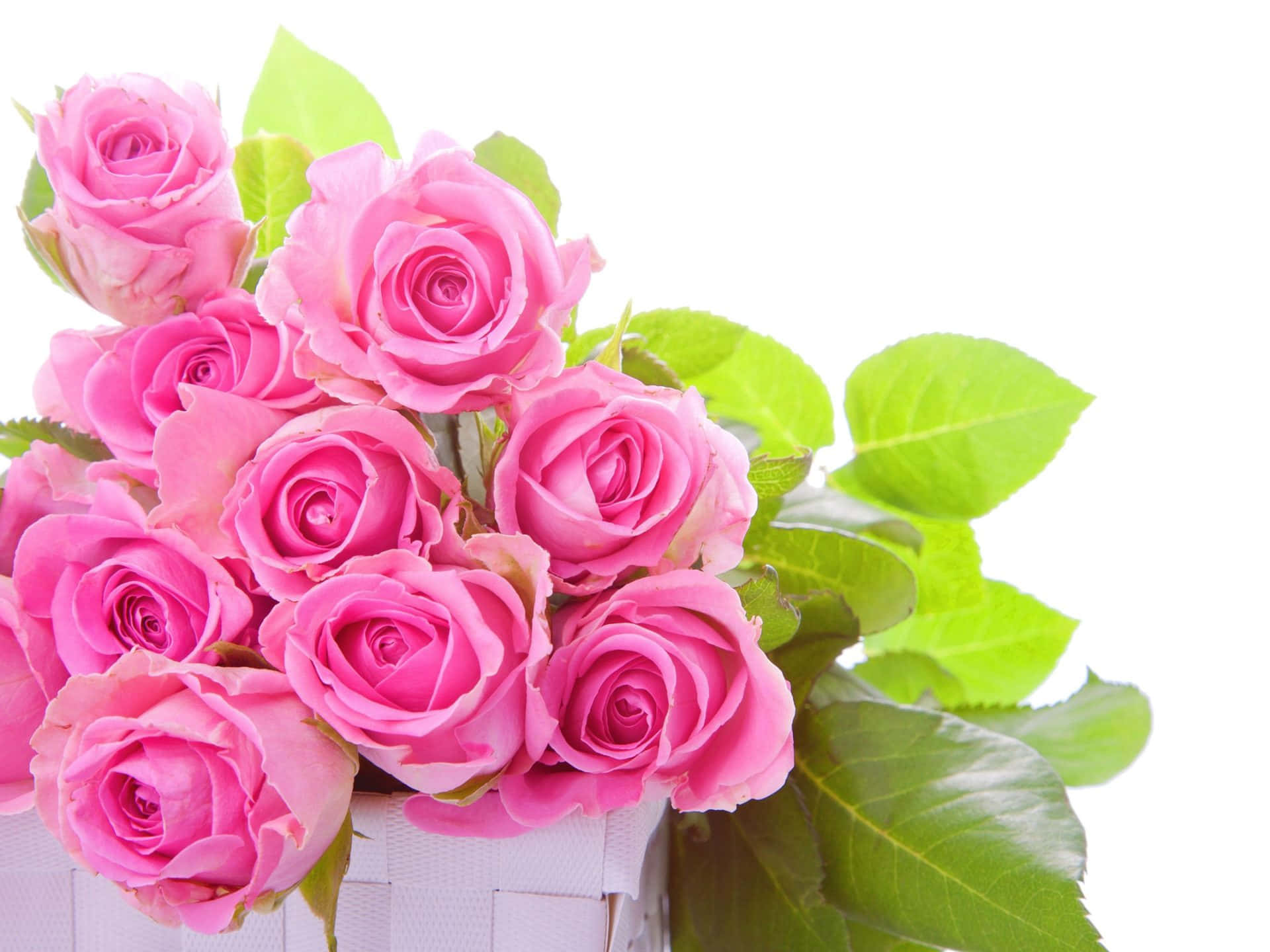 Pink Rose Bouquet Background