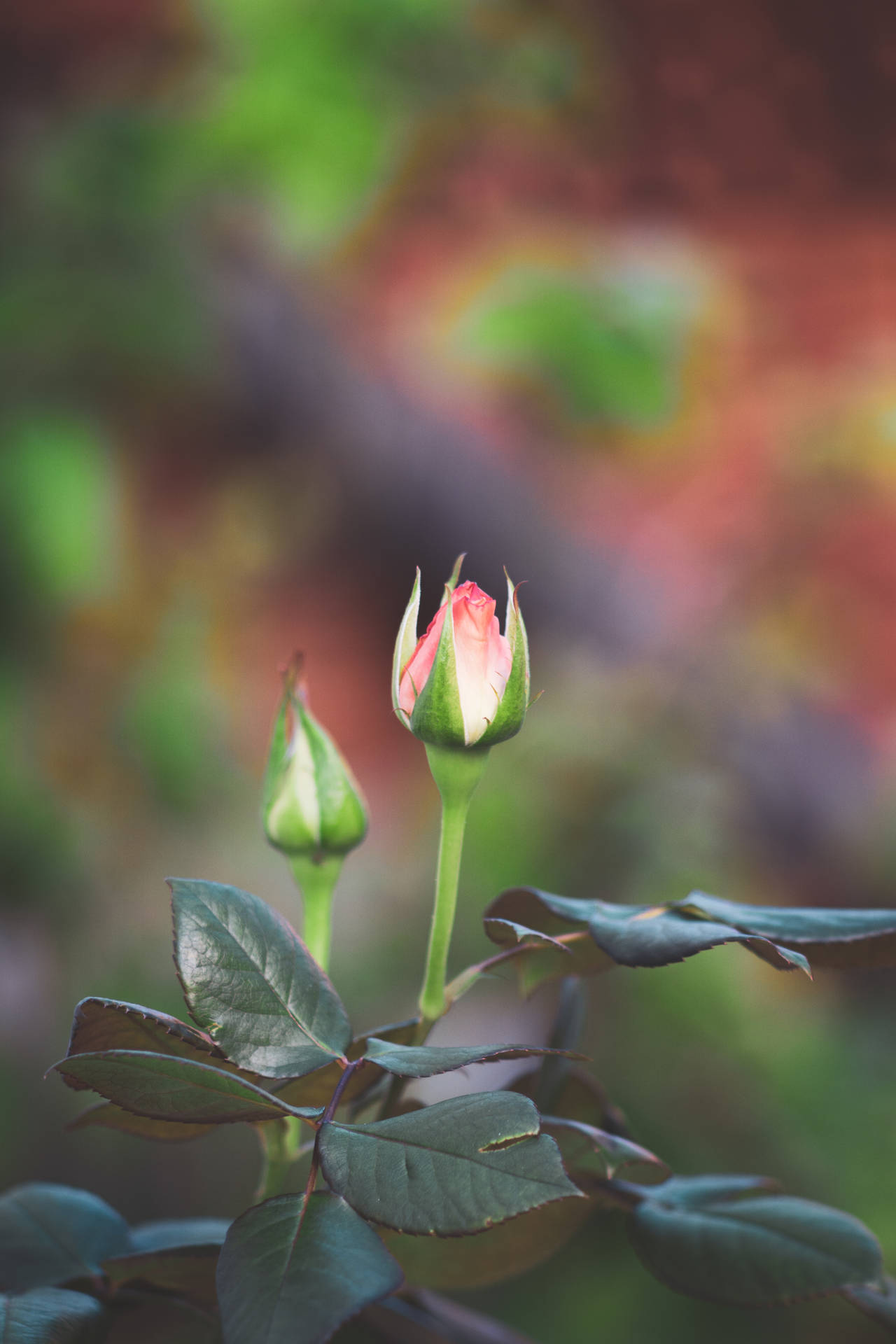 Pink Rose Bud Iphone Background