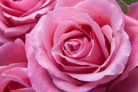 Pink Rose Close-up Shot Background