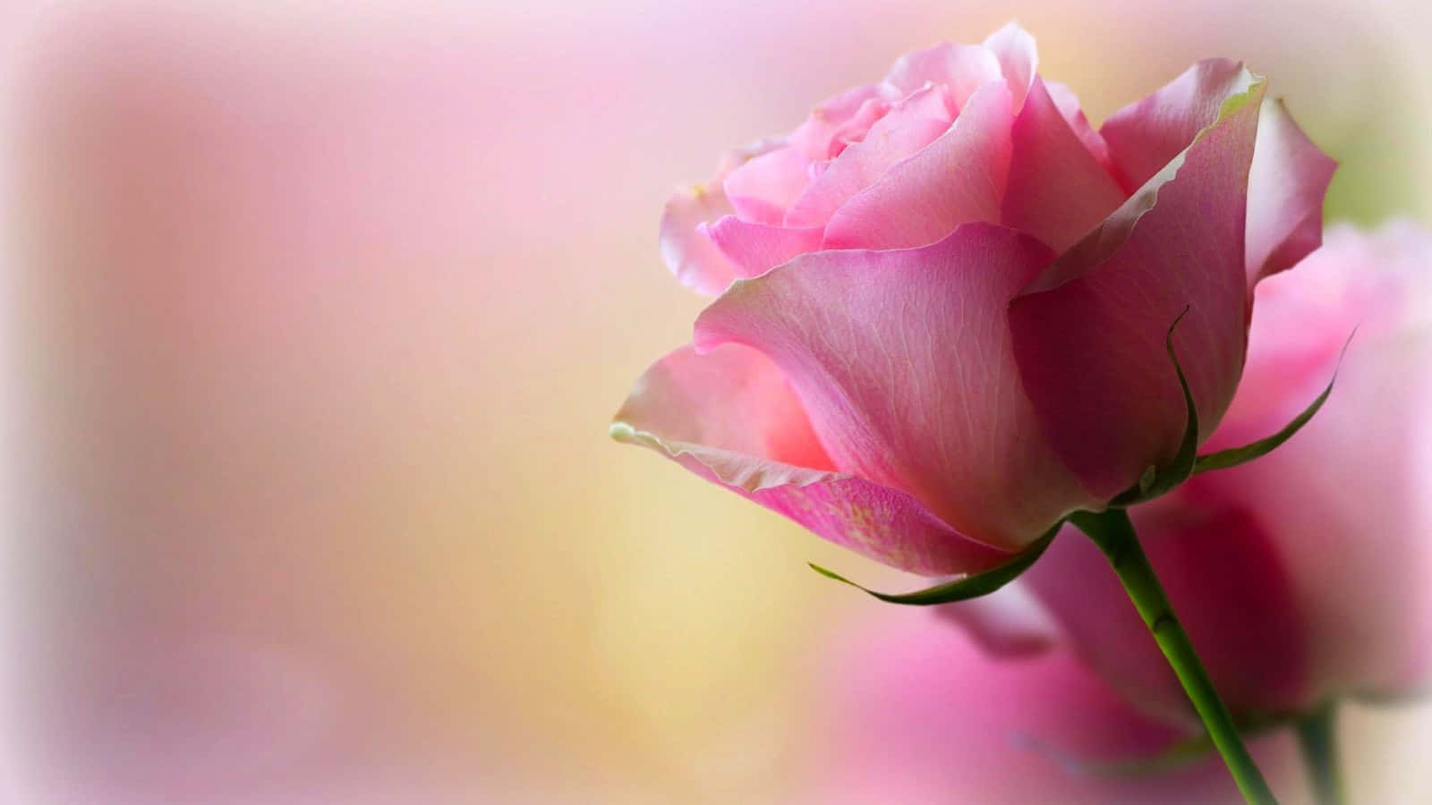 Pink Rose Cute Pc Background