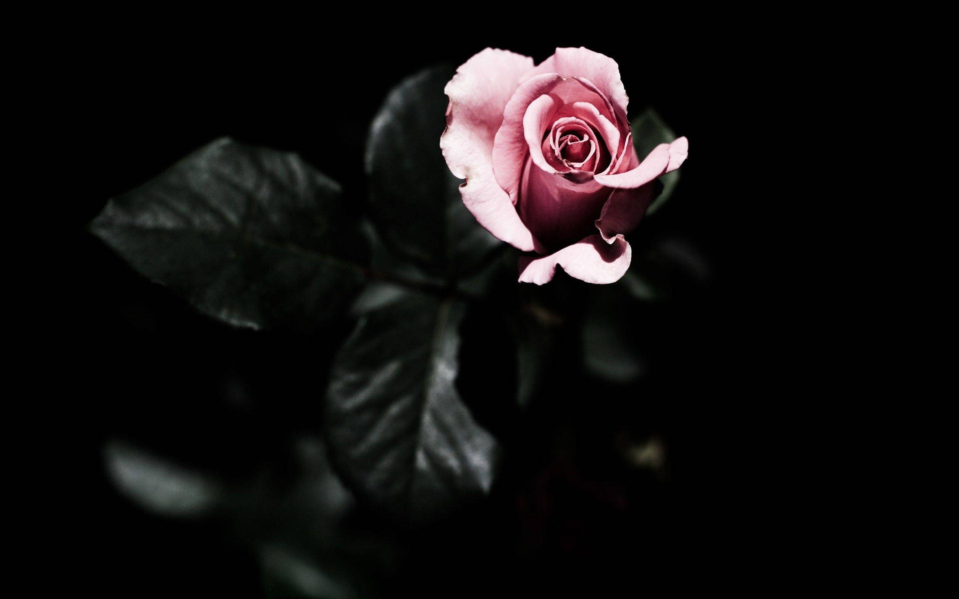 Pink Rose Dark Hd Flowers Background