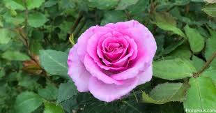 Pink Rose Florgeous