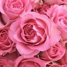 Pink Rose Flowers Aesthetic Background