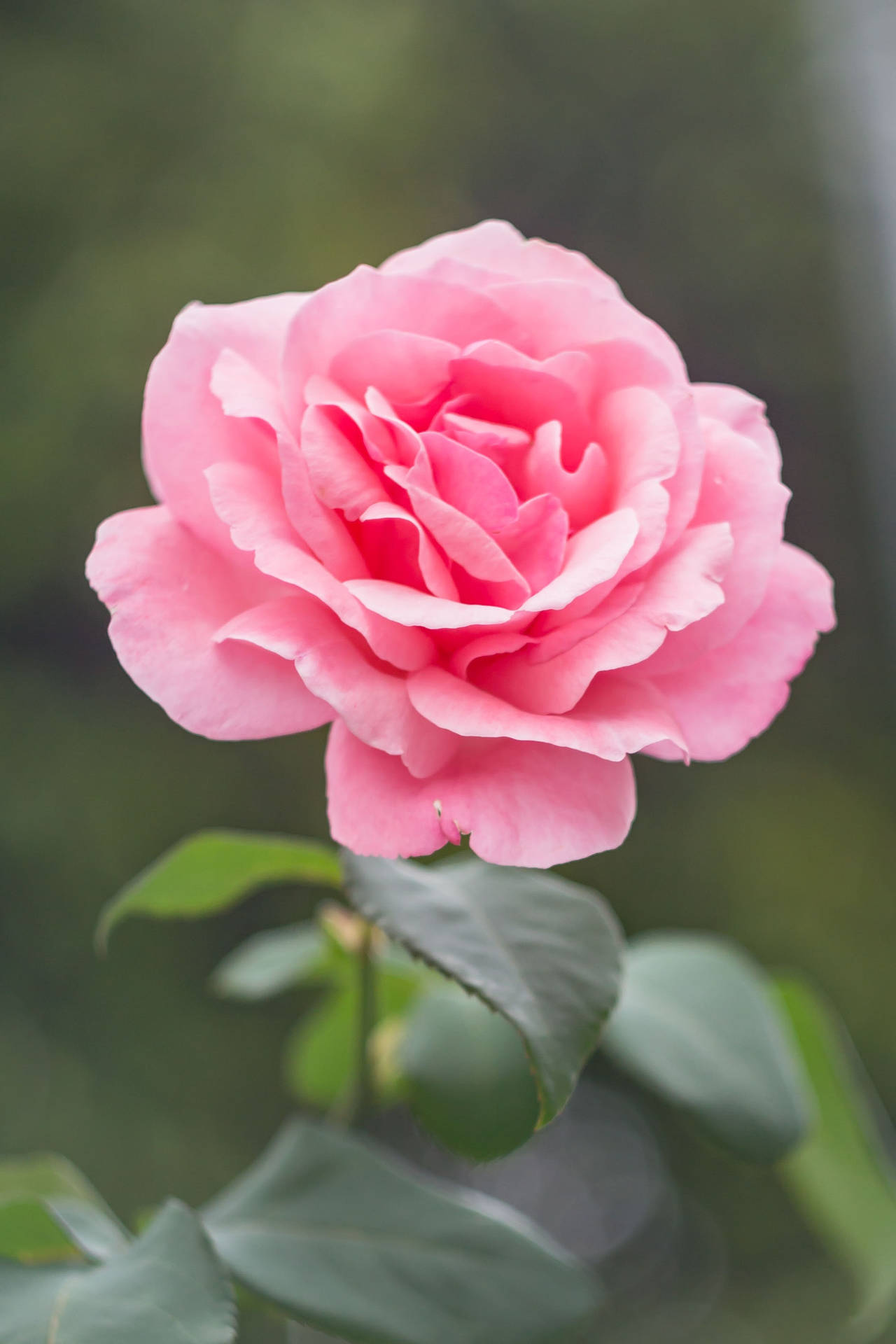 Pink Rose Flowers Background Background