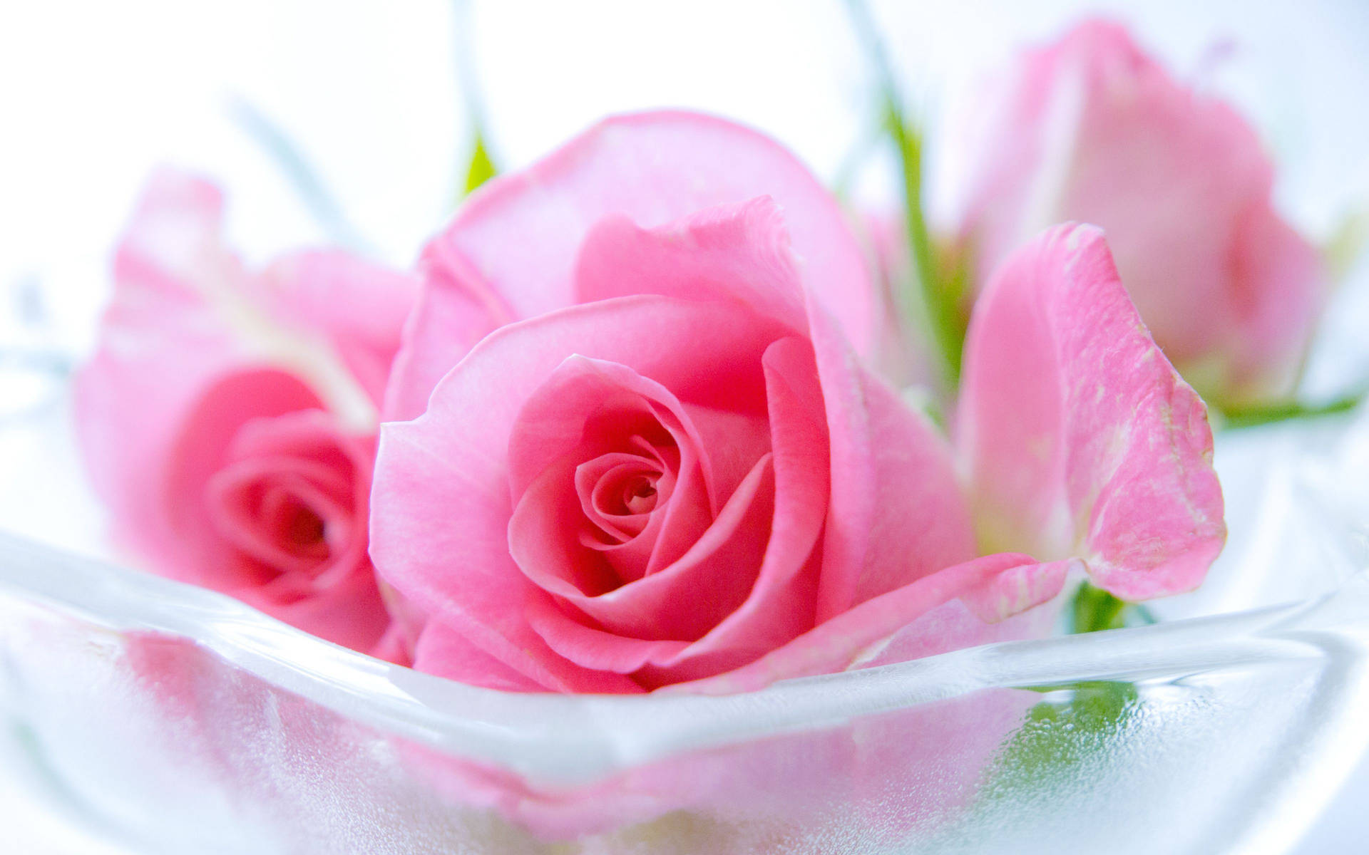 Pink Rose Flowers In A Bowl