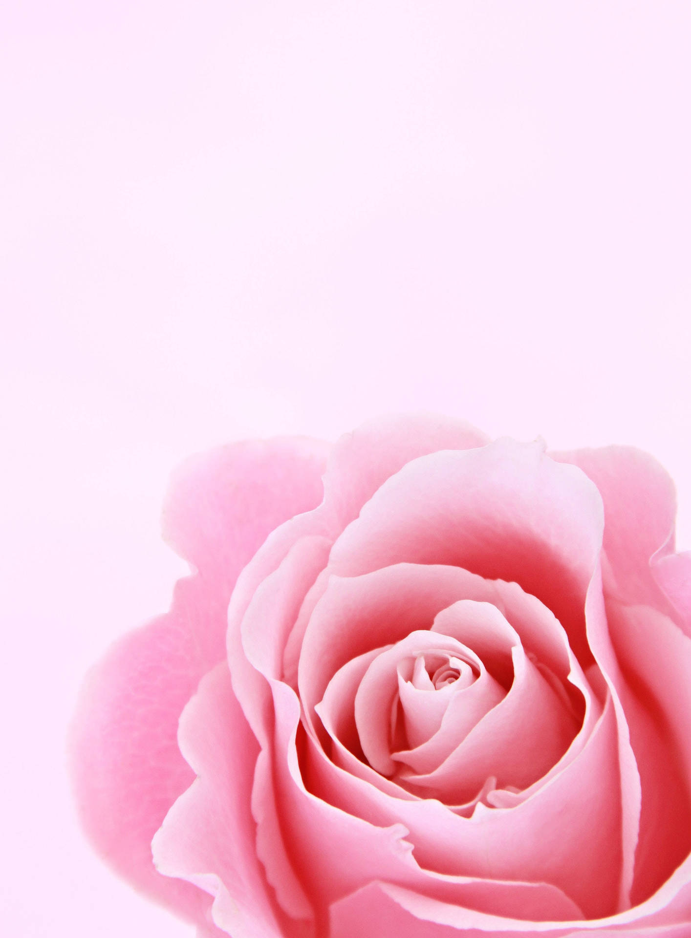 Pink Rose Girly Lock Screen Iphone