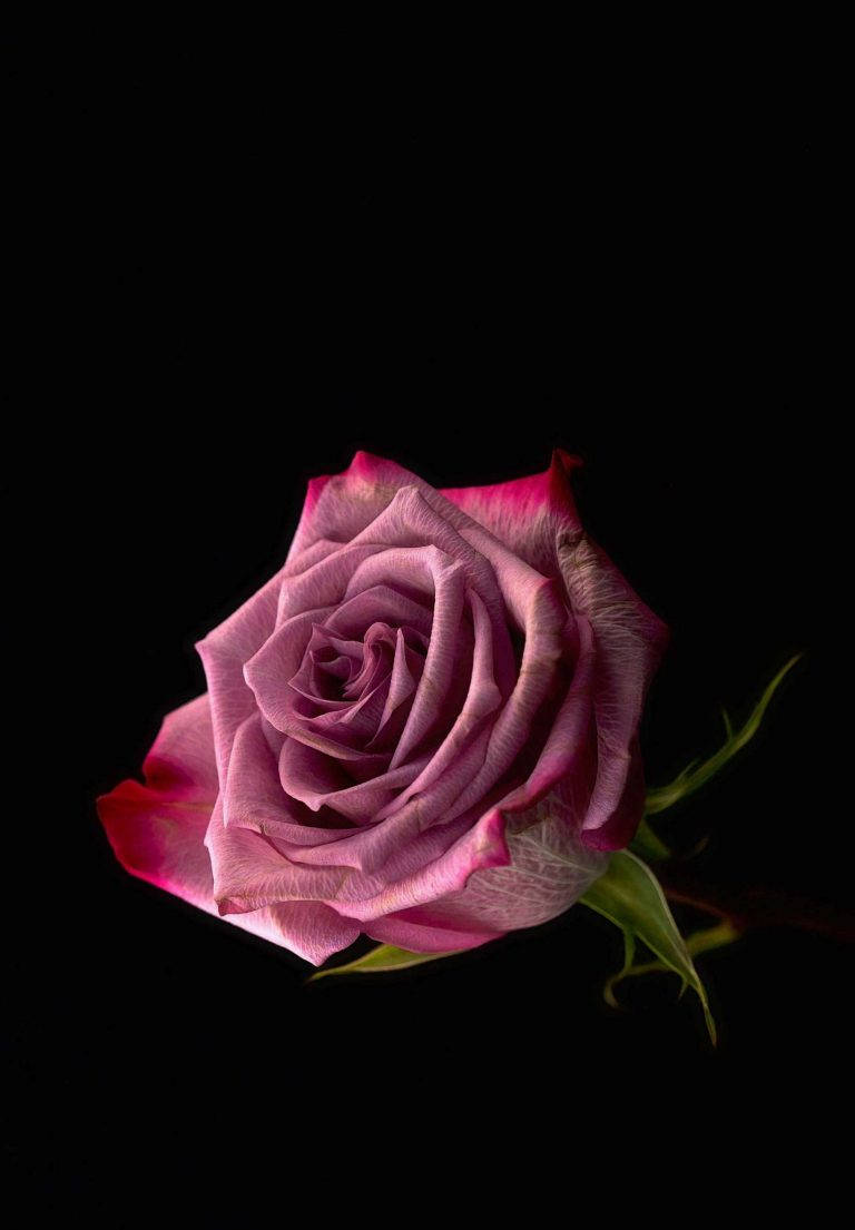 Pink Rose Ipad 2021 Background