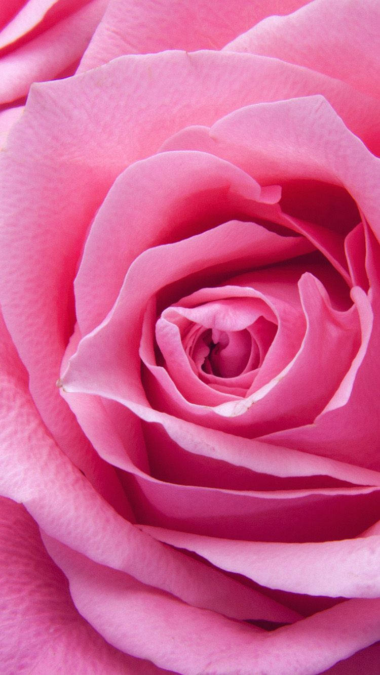 Pink Rose Iphone Close Up