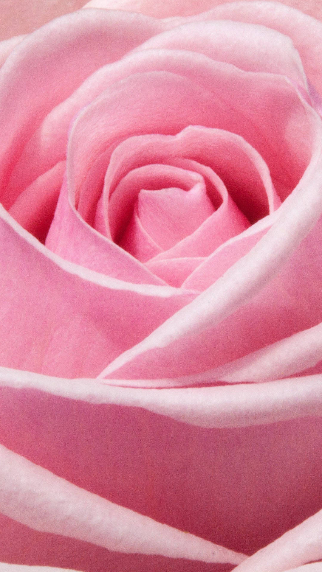 Pink Rose Iphone Close-up Portrait